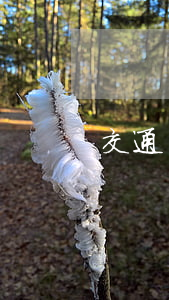 交通責(zé)任事故認(rèn)定書