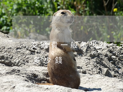 交通費一般多少錢一天(交通事故伙食費一天多少錢)