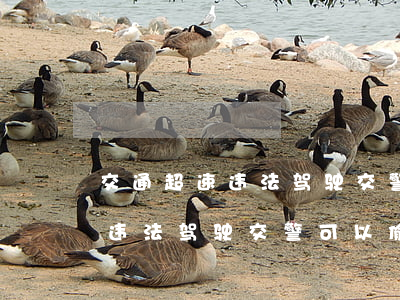 交通超速违法驾驶交警可以偷拍吗(交通超速违法驾驶交警可以偷拍吗)