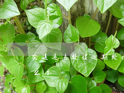 交通违法处理逾期处理(交通违章罚款逾期怎么办)