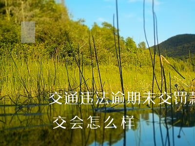交通违法逾期未交罚款多少(交通罚款逾期未交会怎么样)