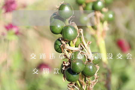 交通违章罚单逾期没交会怎么样(交通违章未交罚款)