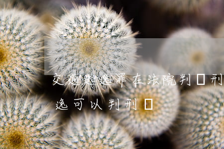 交通逃逸罪在法院判緩刑可以嗎(交通事故逃逸可以判刑嗎)