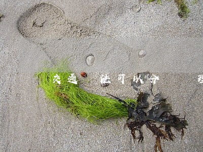 交通違法可以分開處理嗎(違章可以分開扣分嗎)