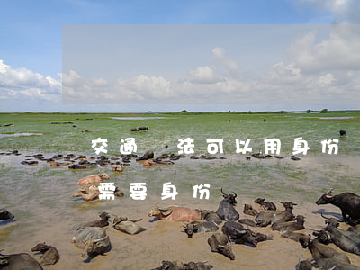 交通違法可以用身份證處理嗎(辦理交通違章需要身份證嗎)