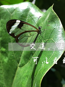 交通違法可以看違規(guī)照片嗎(哪里可以看到交通違法的照片)