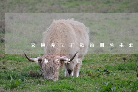 交通違法罰款逾期后果怎樣(車輛違章罰款逾期怎么處罰)
