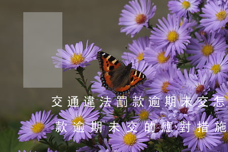 交通違法罰款逾期未交怎么處理，交通違法罰款逾期未交的應對措施