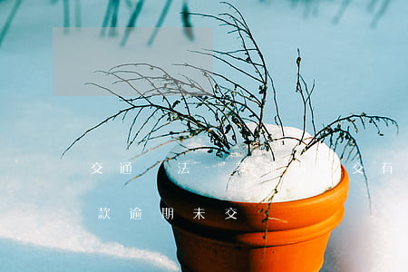 交通違法罰款逾期沒交有什么結果-交通罰款逾期未交