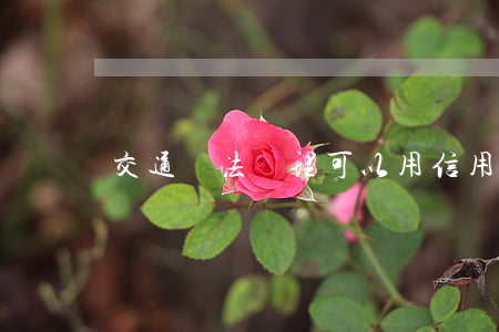 交通違法處理可以用信用卡嗎