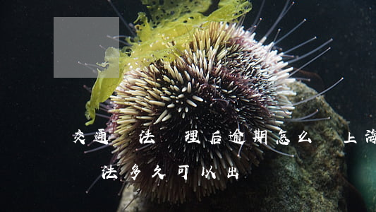交通違法處理后逾期怎么辦上海-上海交通違法多久可以出來