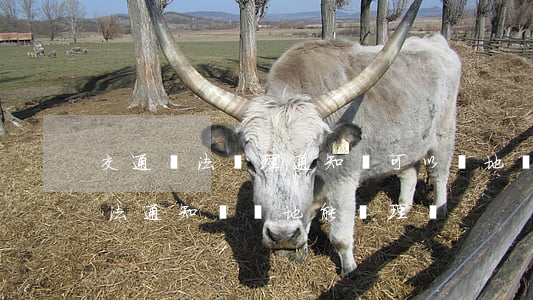 交通違法處理通知書可以異地處理嗎(交通違法通知書異地能處理嗎)
