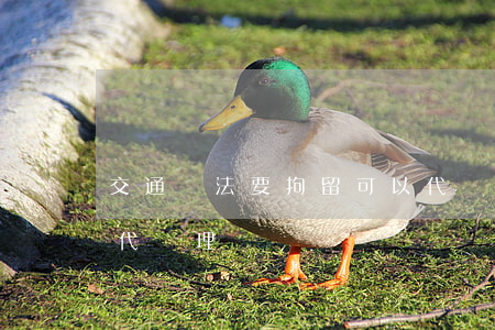 交通違法要拘留可以代辦嗎(交通違章能不能代處理)