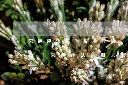 交通違法逾期未處理情況說明，關(guān)于交通違法逾期未處理的情況說明