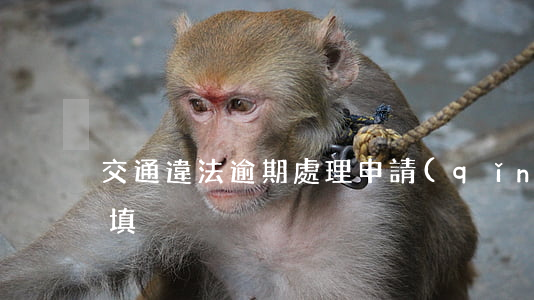 交通違法逾期處理申請(qǐng)表怎么填