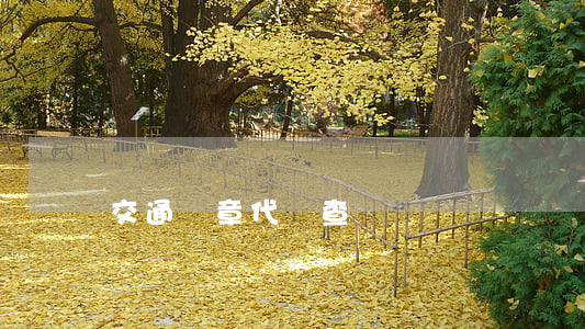 交通違章代碼查詢