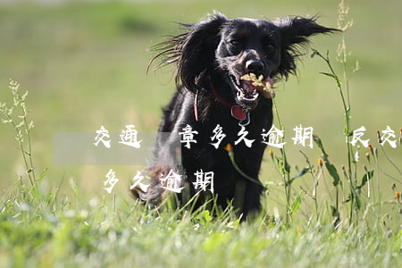交通違章多久逾期(違反交規(guī)罰款多久逾期)