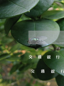 交通銀行8000逾期三個月會起訴報警嗎（交通銀行逾期4個月起訴我了）