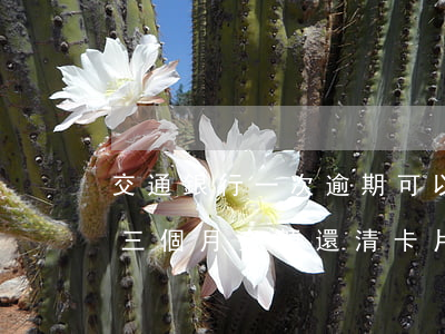 交通銀行一次逾期可以申請二卡嗎(交行逾期三個月全額還清卡片狀態(tài)不正常)