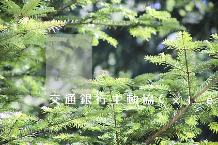 交通銀行主動協(xié)商減免
