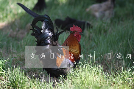 交通銀行信用卡小額逾期怎么辦