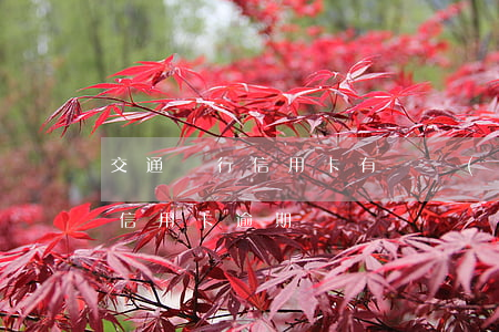 交通銀行信用卡有幾個(gè)逾期(好幾張信用卡逾期)