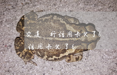 交通銀行信用卡欠了6萬沒錢還-交通銀行信用卡欠了6萬沒錢還怎么辦