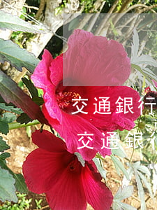 交通銀行信用卡欠兩萬(wàn)四逾期 欠交通銀行信用卡逾期幾個(gè)月了會(huì)怎么辦