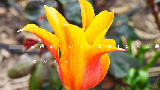 交通銀行信用卡逾期45天(交通銀行信用卡逾期3天)