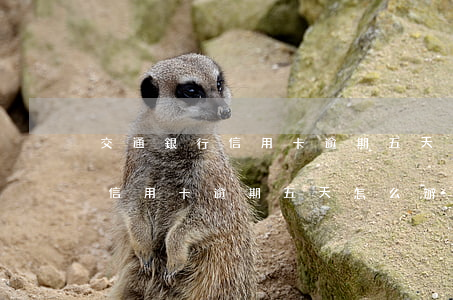 交通銀行信用卡逾期五天怎么辦-交通銀行信用卡逾期五天怎么辦理