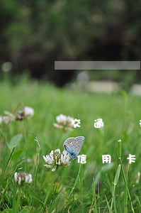 交通銀行信用卡逾期兩天會怎樣-交通銀行信用卡逾期兩天會怎樣處理