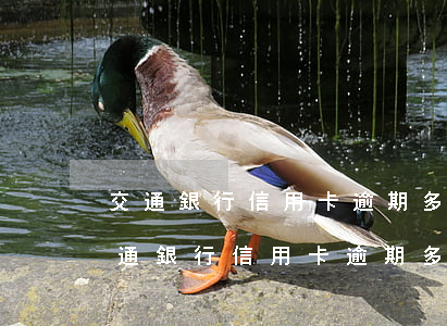 交通銀行信用卡逾期多久上征信怎么辦-交通銀行信用卡逾期多久上征信怎么辦啊