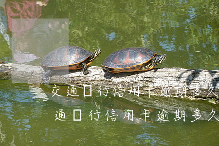 交通銀行信用卡逾期多久會人工打電話-交通銀行信用卡逾期多久會人工打電話催收