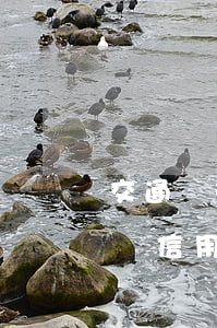 交通銀行信用卡逾期會(huì)上門收款嗎(信用卡逾期會(huì)上門嗎)