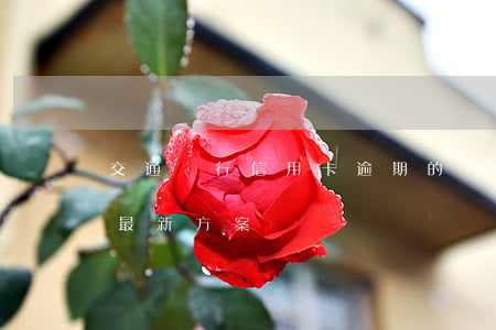 交通銀行信用卡逾期的緩沖期 交通銀行逾期最新方案