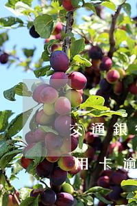 交通銀行信用卡逾期罰金怎么算(交通銀行信用卡逾期罰金怎么算利息)