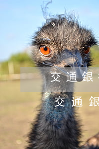交通銀行信用卡逾期被協(xié)商減免(交通銀行逾期可以協(xié)商減免利息還款嗎)