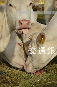 交通銀行分期貸(交通銀行分期貸怎么還款)