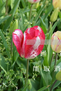 交通銀行協(xié)商還款終于成功了還能取消嗎-交通銀行協(xié)商還款終于成功了還能取消嗎