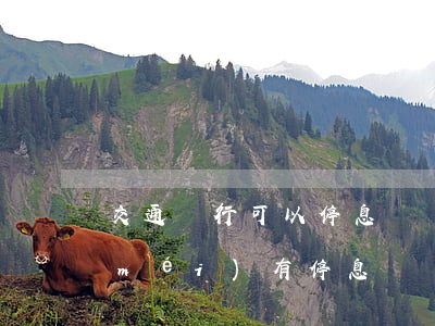 交通銀行可以停息掛賬么(交通信用卡有沒(méi)有停息掛賬業(yè)務(wù))