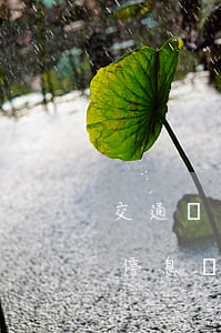 交通銀行可以停息掛賬嗎(交通銀行可不可以停息掛賬)