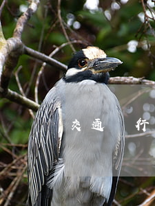 交通銀行和四大行待遇-