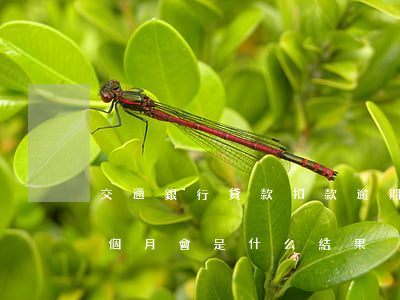 交通銀行貸款扣款逾期(交通銀行貸款逾期四個月會是什么結果)