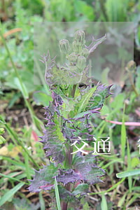 交通銀行逾期12天