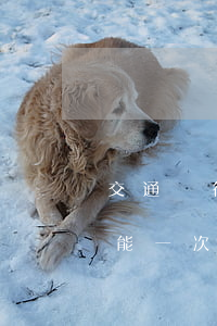 交通銀行逾期5次還款(交通銀行逾期2年,不能一次還完怎么辦)