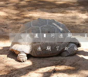 交通銀行逾期一直漲利息怎么辦(我在交通銀行逾期了 然后 要承擔(dān)什么責(zé)任)