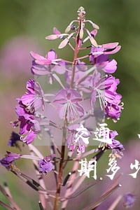 交通銀行逾期打電話到單位,說要上門（交行逾期多少上門）