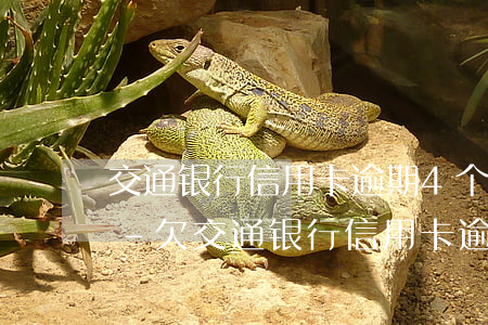 交通银行信用卡逾期4个月可以协商还款吗-欠交通银行信用卡逾期几个月了会怎么办