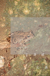 交通银行信用卡逾期一次进征信了影响贷款-交通银行信用卡逾期一次进征信了影响贷款吗