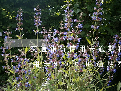 交通银行信用卡逾期利息能免吗(交通银行信用卡5000逾期罚息是多少?)